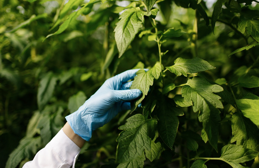 lindsay giguiere, greenfield grows, extraction, quality, final botanical extractions