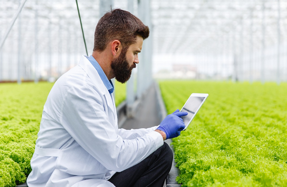 lindsay giguiere, greenfield grows, farming, crops, large scale cultivation
