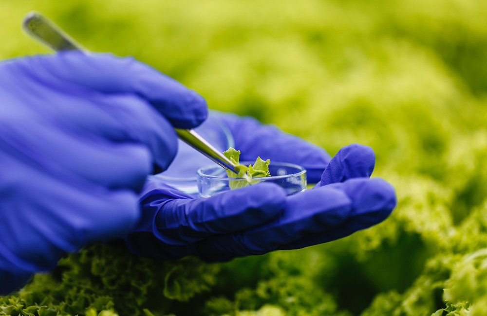 lindsay giguiere, greenfield grows, genetics, sustainability and green farming standards