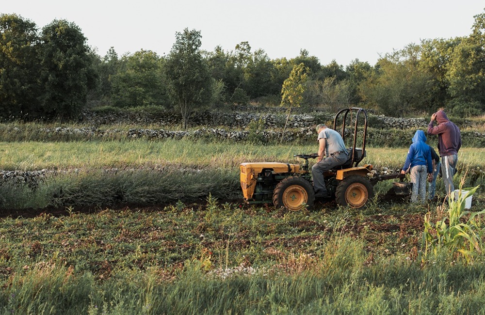 lindsay giguiere, greenfield grows, processing, harvesting, planting